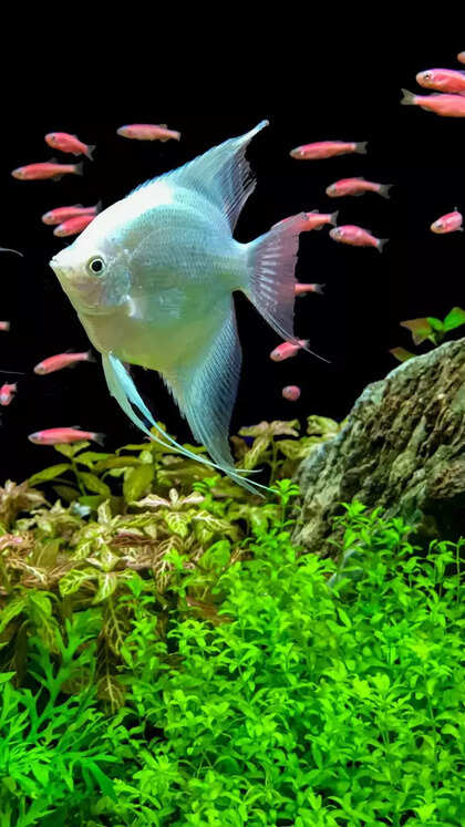 10 beautiful freshwater tropical fish perfect for Indian home aquariums