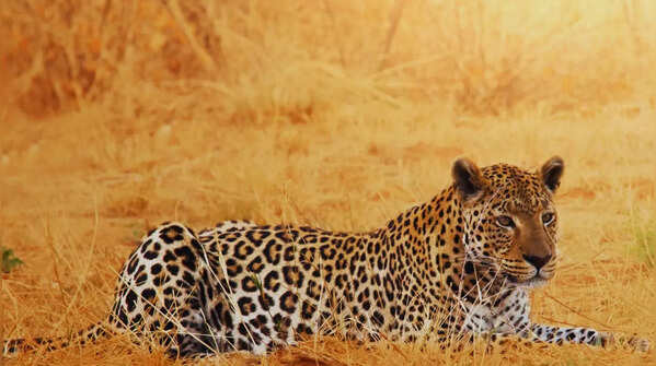 Leopard Population by Country