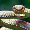 Nature’s unexpected snake hunters