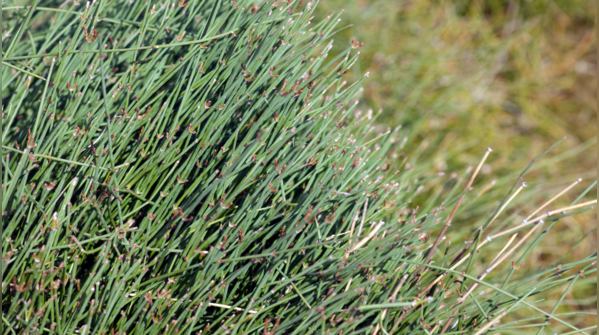 Ephedra (Ma Huang)
