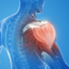 Why your body loves protein  