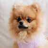 Pomeranian Dog Health Problems: Essential Care Tips