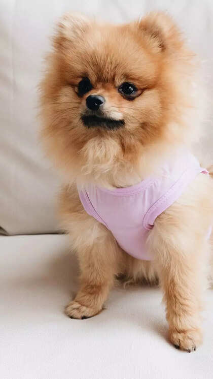 Pomeranian Dog Health Problems: Essential Care Tips