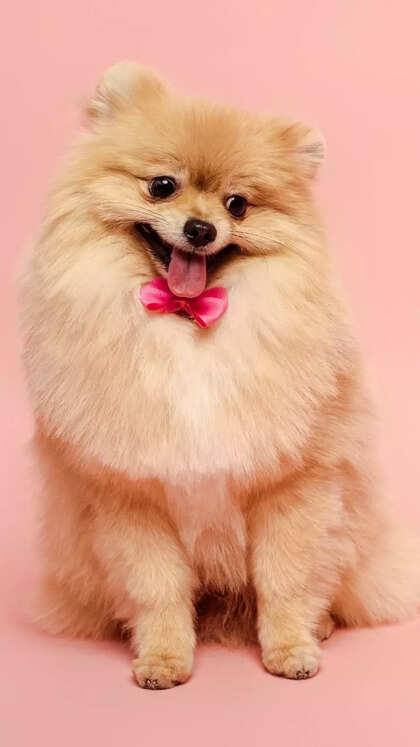 10 things to know before getting a Pomeranian as pet dog