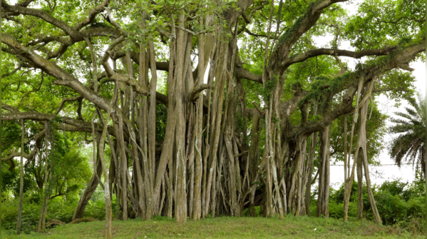 From Banyan to Kadamba: Trees that fulfill wishes and blessings
