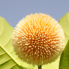 Kadamba tree