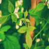 Bael: The medicinal plant