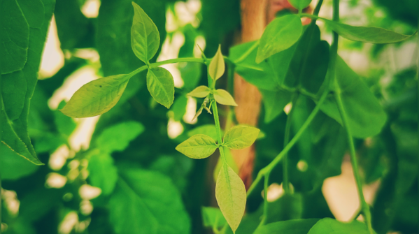 Bael: The medicinal plant