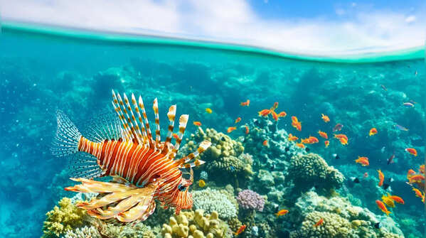 The Red Sea, Egypt