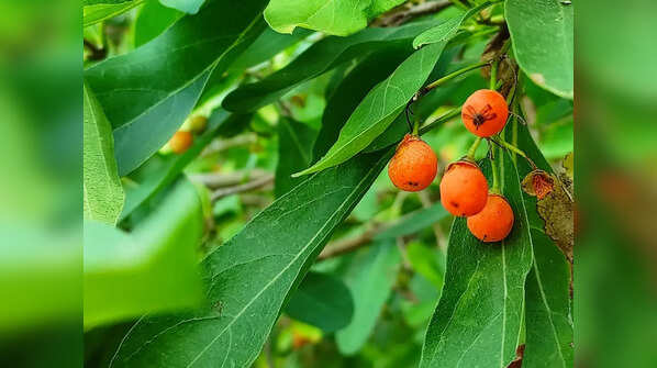 Phalsa (Grewia asiatica)