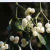  Lasoda (Cordia myxa)