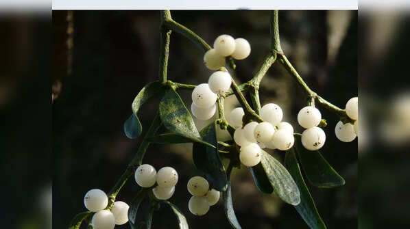 Lasoda (Cordia myxa)