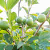 Guava leaf for skin health