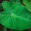 Colocasia leaves (arbi ke patte)  