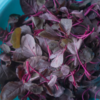 Amaranth (chaulai) 