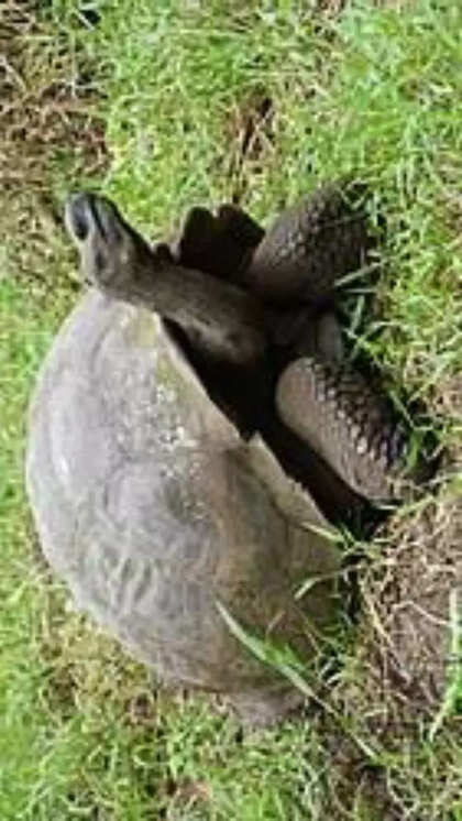 Can Turtles Survive Without Water? Surprising Facts Revealed