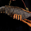 Lobsters are legit a luxury
