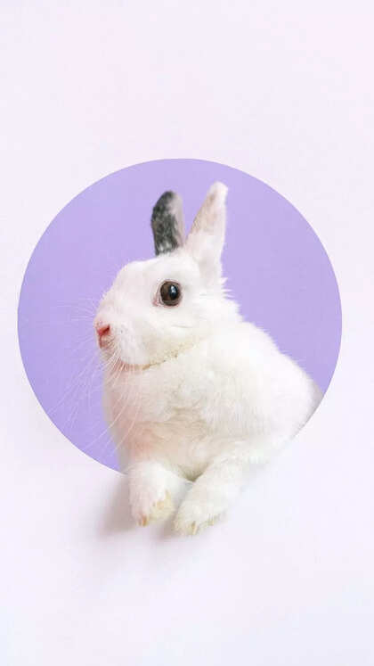 10 things to know before getting a pet rabbit