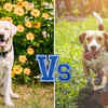 Labrador Retriever vs Beagle: Which is a better pet dog for families ...