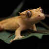 Crested Gecko