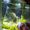 How to Maintain an Aquarium for Aquatic Species: Expert Tips Revealed