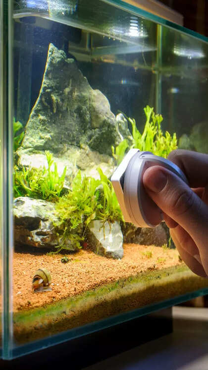 How to Maintain an Aquarium for Aquatic Species: Expert Tips Revealed