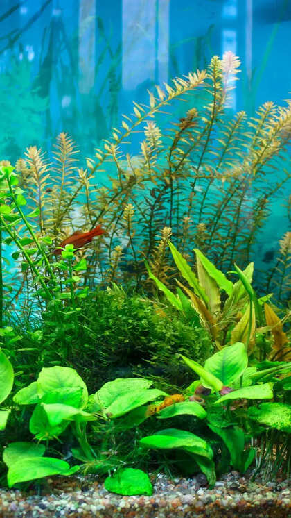 Fish Tank Setup With Planted Substrate: Ultimate Guide for Beginners