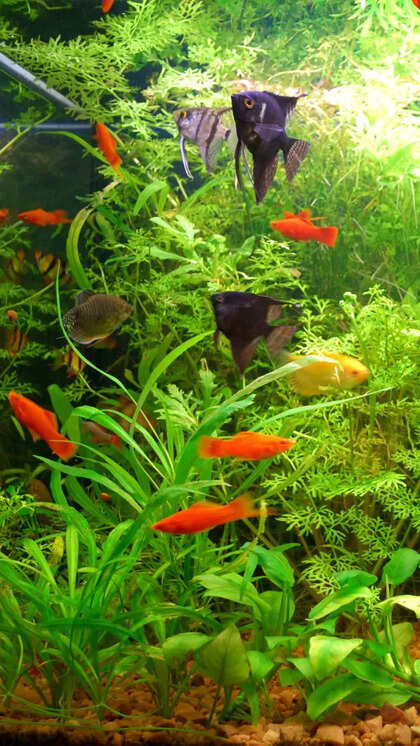 Fish Tank Setup With Plants: Ultimate Guide for a Thriving Aquarium