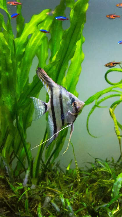 How to set up a planted aquarium at home and the types of fish to keep: 10-step guide