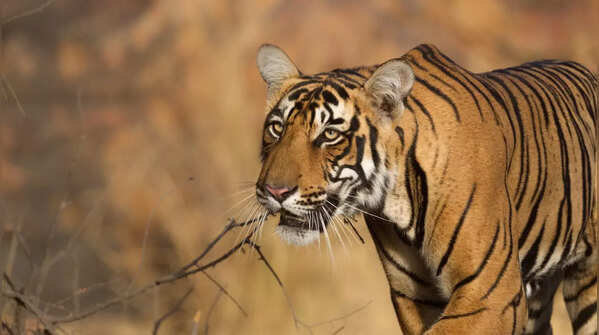 Ranthambore National Park, Rajasthan