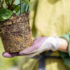 Hydrangea Root