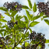 Elderberry Root
