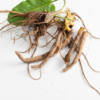 Yellow Dock Root