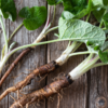 Burdock Root