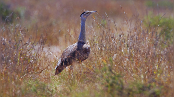 Great Indian Bustard, Desert National Park, Rajasthan