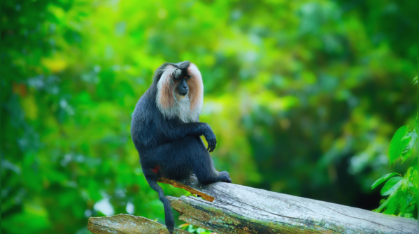 Lion-Tailed Macaque, Silent Valley National Park, Kerala