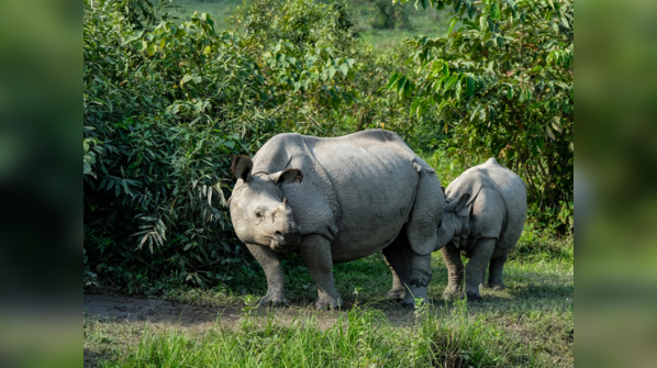 One-horned Rhinoceros, Kaziranga National Park, Assam