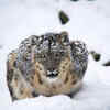 Snow Leopard, Hemis National Park, Ladakh