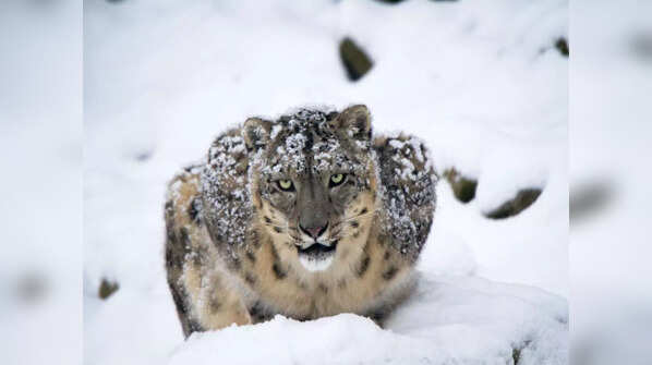 Snow Leopard, Hemis National Park, Ladakh