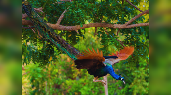 Indian Peacock, Keoladeo National Park, Rajasthan