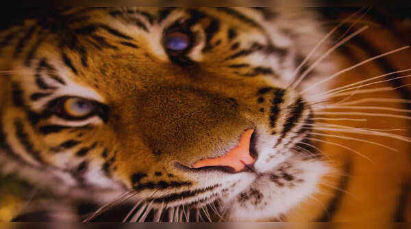 Royal Bengal Tiger, Sundarbans, West Bengal