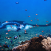 Reef Manta Ray (Manta alfredi), Australia Japan, and more