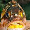 Rougheye Rockfish