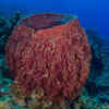 Giant Barrel Sponges