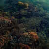 Black Coral