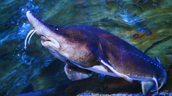 Beluga Sturgeon (Huso huso), Maldives, Indonesia, Great Barrier Reef