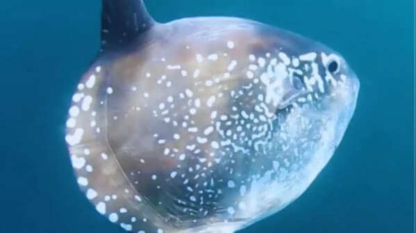 Hoodwinker Sunfish (Mola tecta), Caspian and Black Sea basins