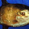 Sharptail Mola (Masturus lanceolatus), rare sightings off New Zealand and South Africa