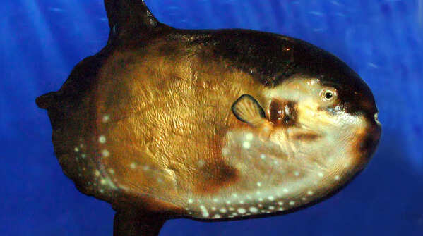 Sharptail Mola (Masturus lanceolatus), rare sightings off New Zealand and South Africa