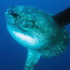 Ocean Sunfish (Mola mola), Bali, California coast